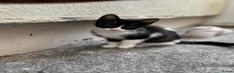 Mixed Breed cats for sale: 1 male boy  - Advert 8