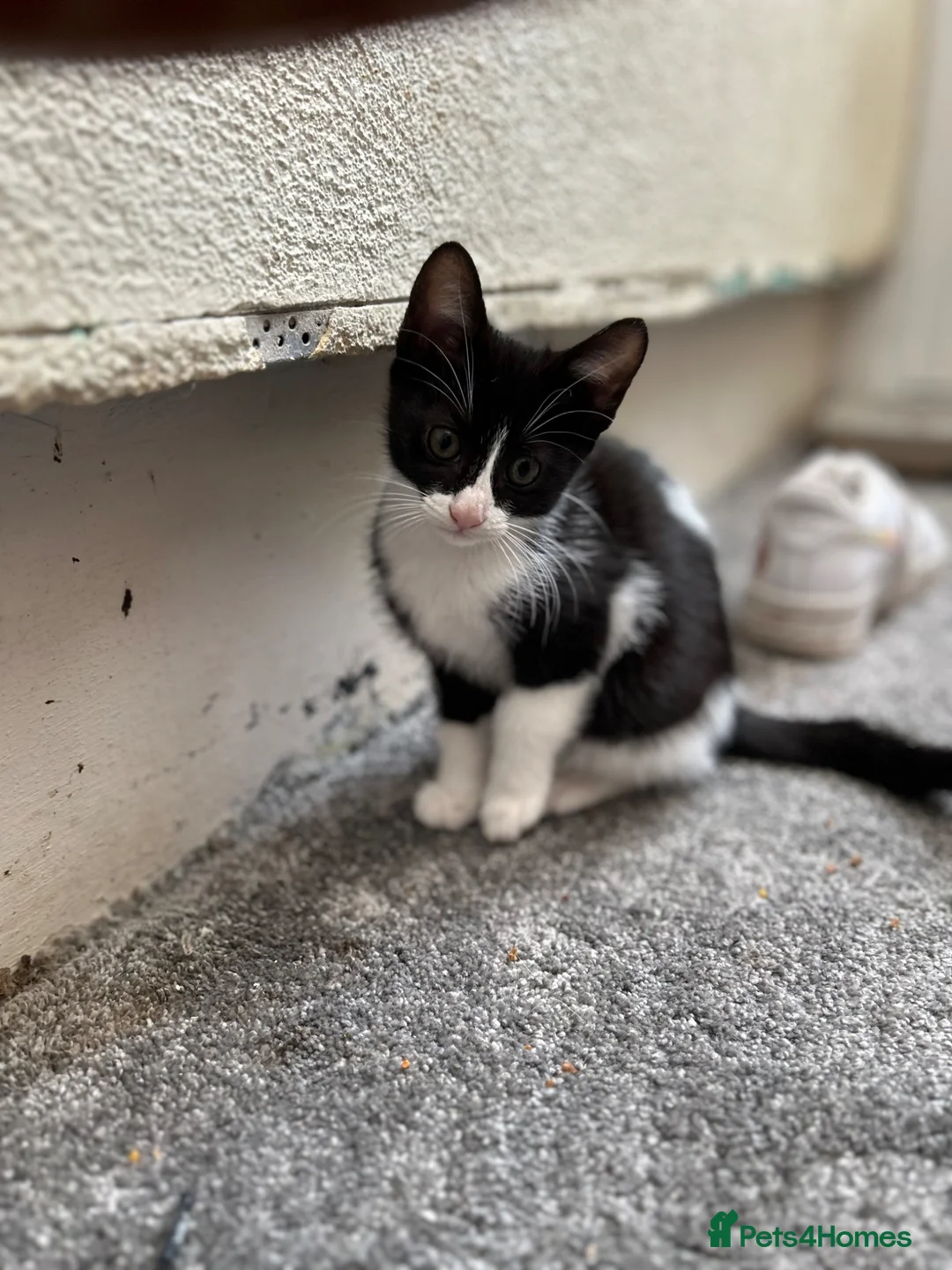 Mixed Breed cats for sale: 1 male boy  - Advert 8