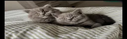 British Shorthair cats for sale: BEAUTIFUL BSH KITTENS in London - Advert 3
