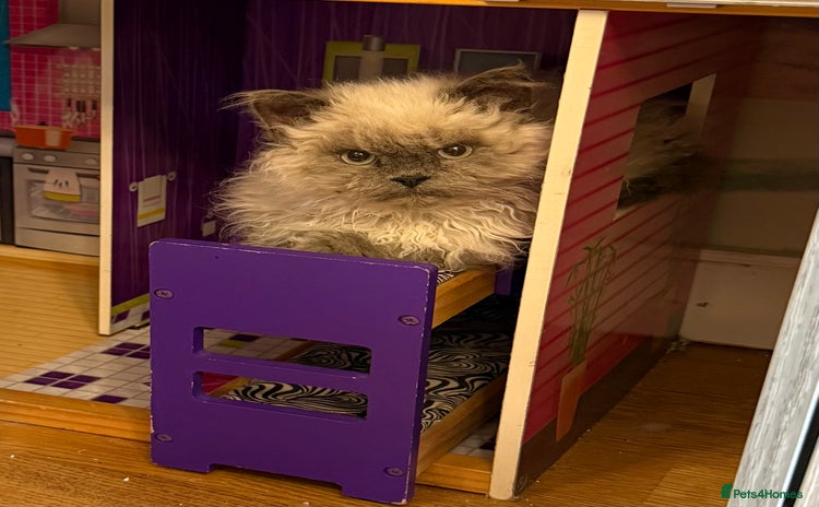 Selkirk Rex cats - Advert 1