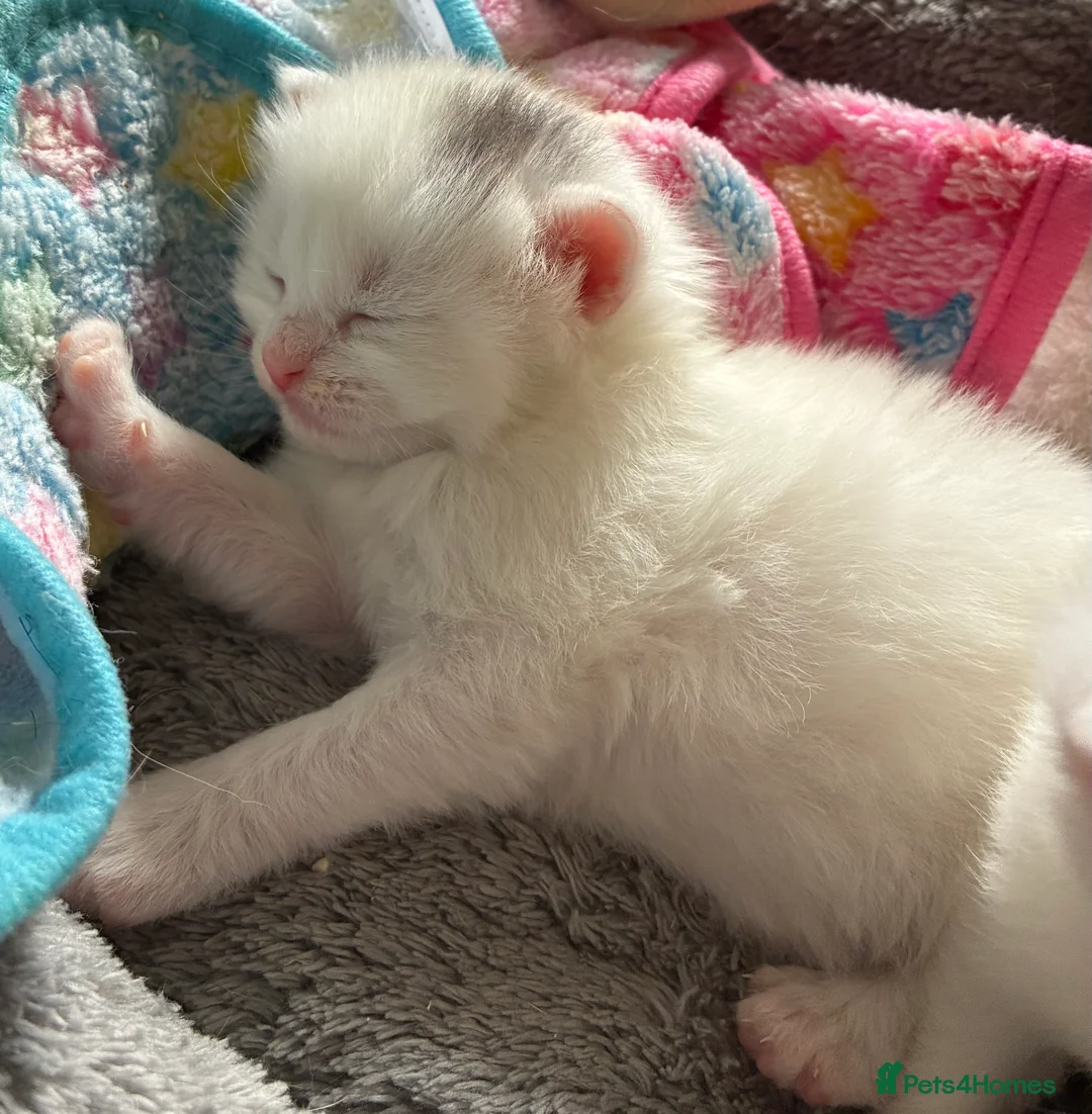 Mixed Breed cats for sale: Kittens white grey and tabby in Ilkeston - Advert 2