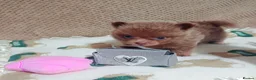Pomeranian dogs for sale: Amazing Tiny lilac pomeranian girls  - Advert 9
