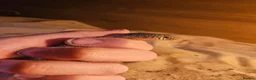 Skink reptiles for sale: Female oscillated skink and 4ft setup in Newcastle - Advert 2