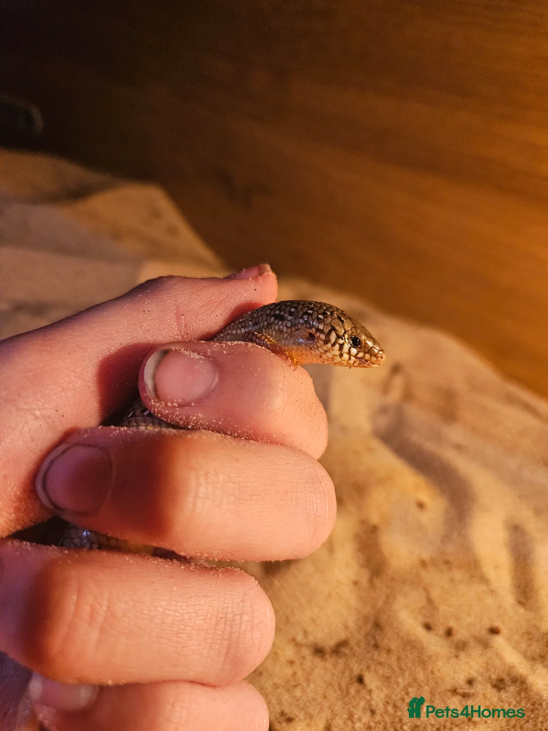 Skink reptiles for sale: Female oscillated skink and 4ft setup in Newcastle - Advert 2