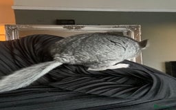 Chinchilla rodents for sale: Baby male chinchilla ready now  - Image 3