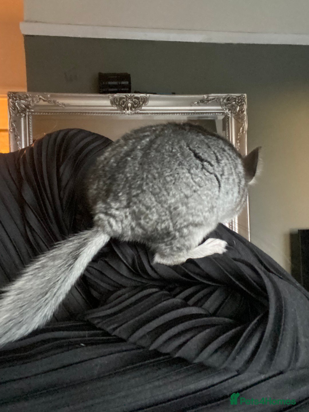 Chinchilla rodents for sale: Baby male chinchilla ready now  - Image 3