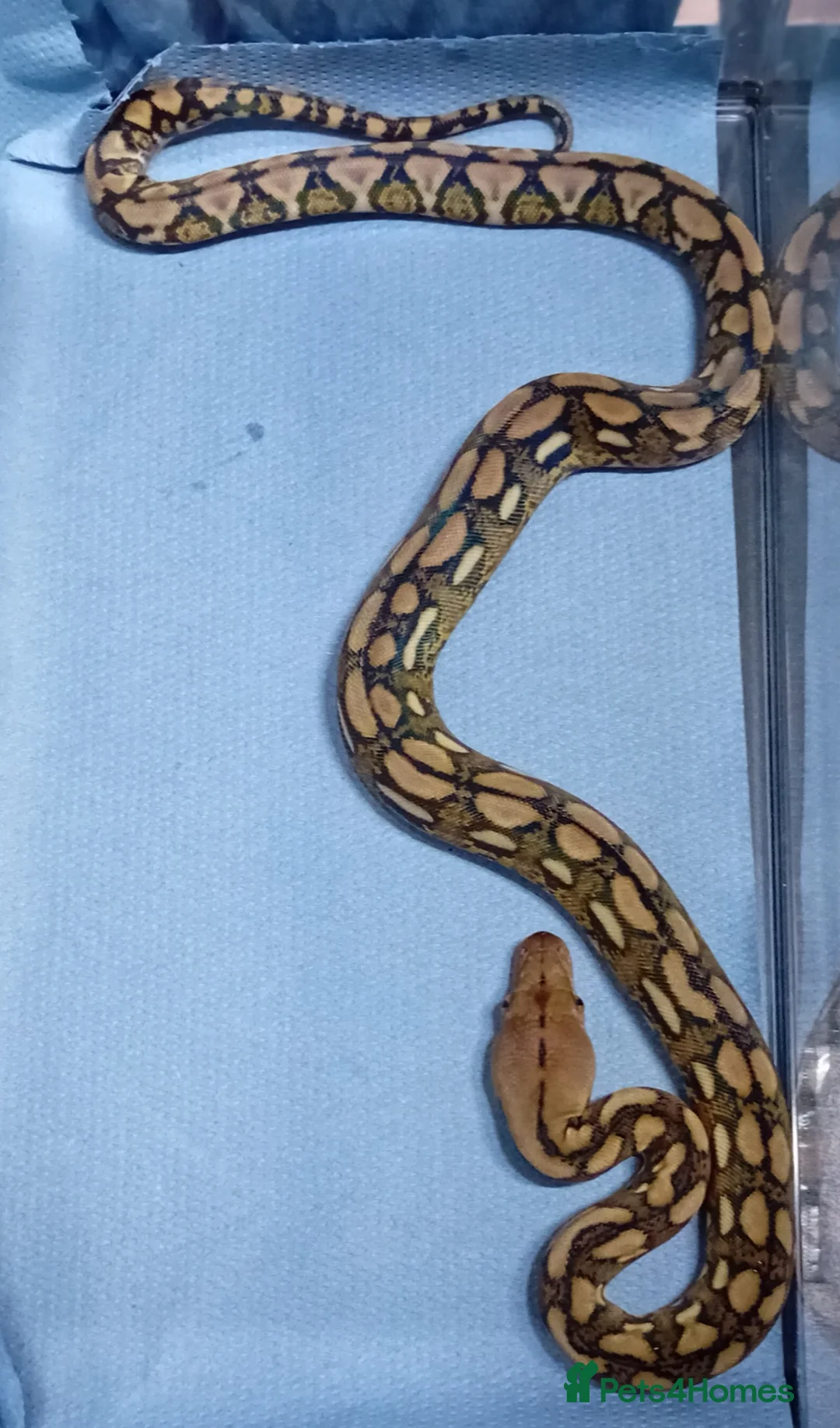 Python Snake reptiles for sale: Mayalan Python Motley Tiger  - Advert 2