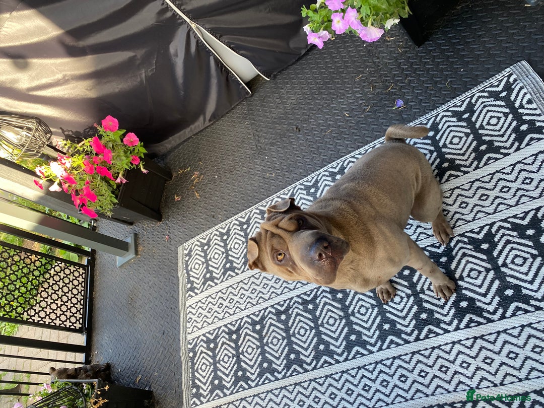 Shar Pei dogs for sale: Shar pei girl - Image 1
