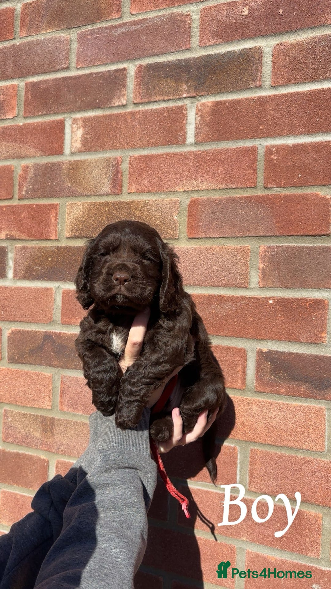 Cocker Spaniel dogs for sale: Cocker Spaniel puppies - Image 1
