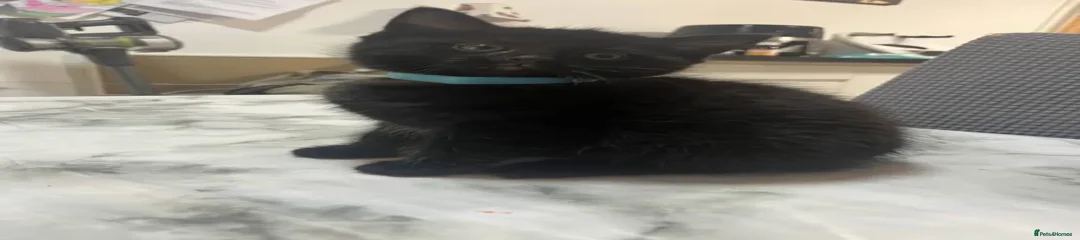 kitten 1 - Pluto