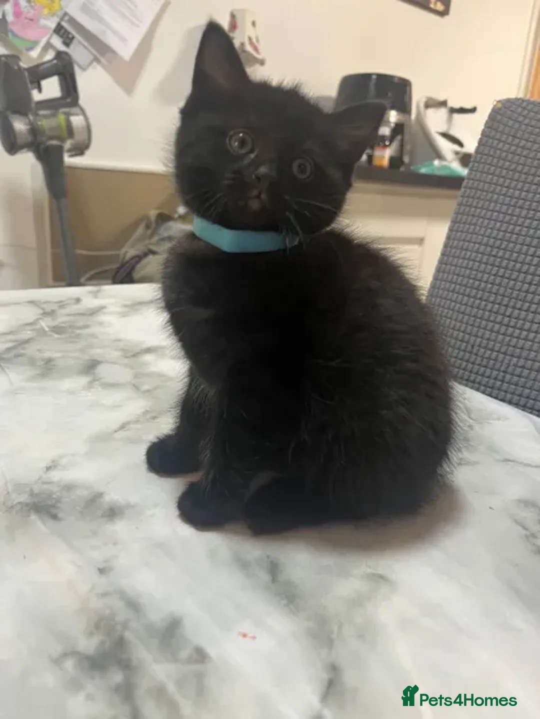 Ragdoll cats for sale: Beautiful Ragdoll Tortishell Kittens for sale! - Image 11
