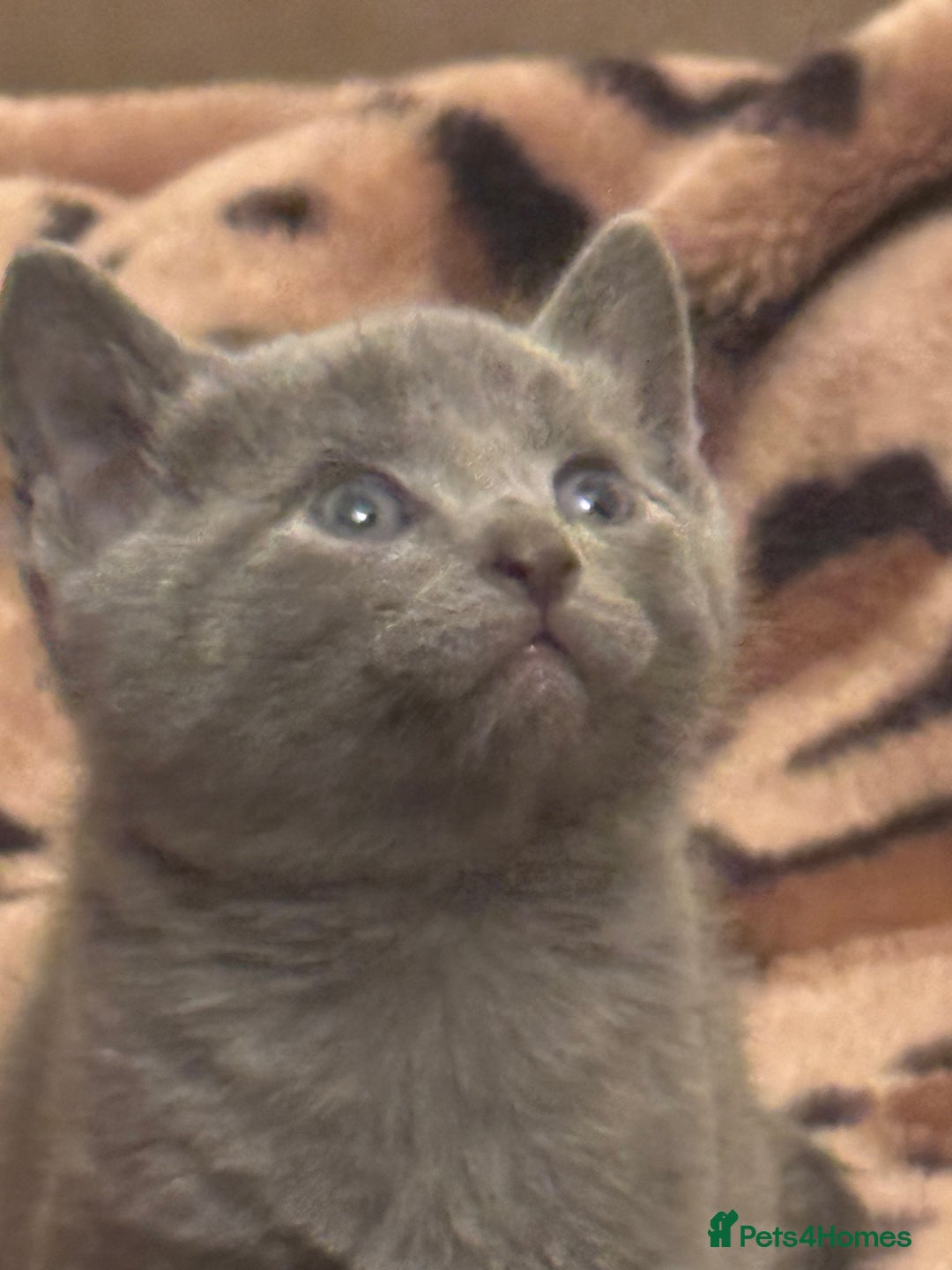 Mixed Breed cats for sale: 5 beautiful kittens for sale - Advert 3