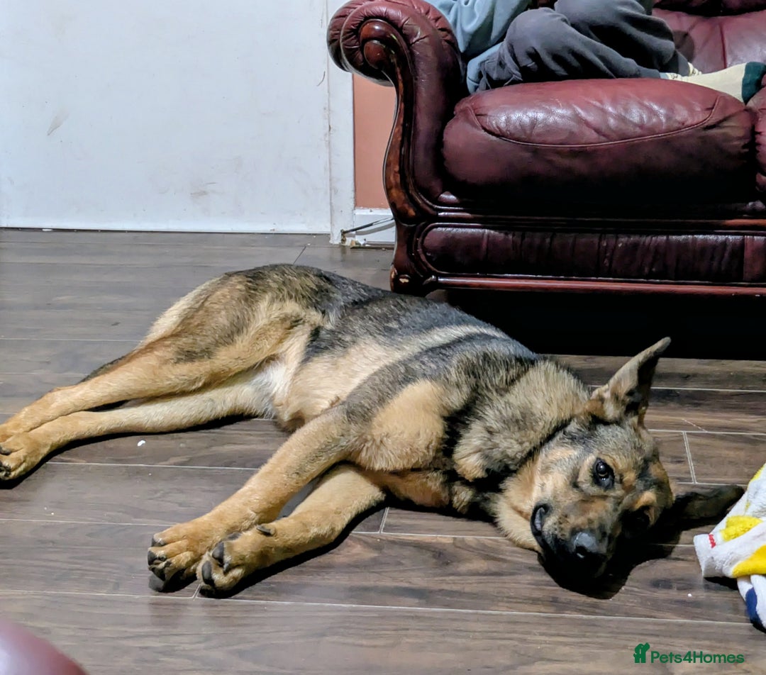 German Shepherd dogs for sale: 10 month old GSD Male and Female puppy available - Advert 2