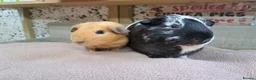 Guinea Pig rodents for sale: Two bonded male guinea pigs - Leeds LS27  - Advert 5
