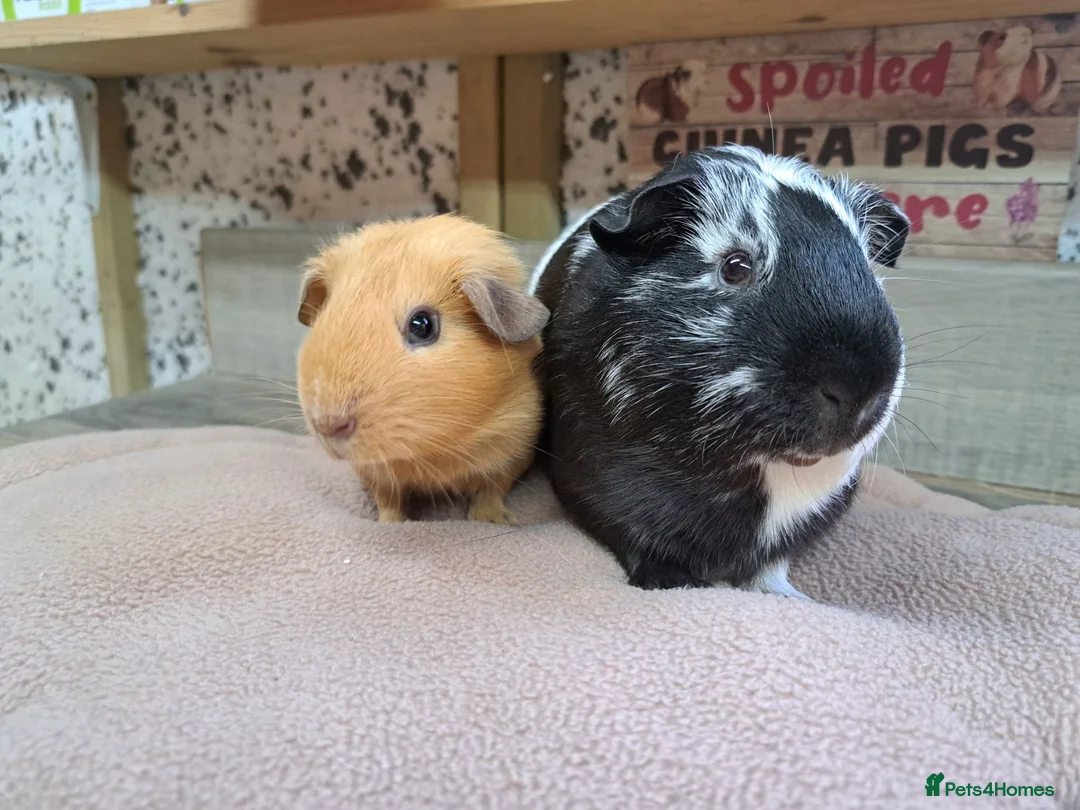Guinea Pig rodents for sale: Two bonded male guinea pigs - Leeds LS27  - Advert 5