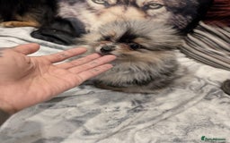 Pomeranian dogs for sale: 2 Stunning Pomeranian Puppies Ready For Homing Now - Image 3
