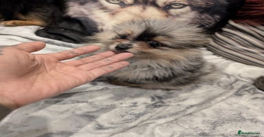 Pomeranian dogs - Advert 5
