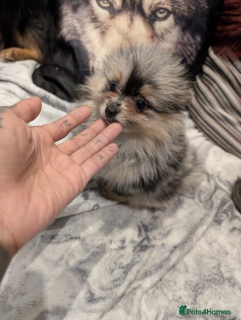 Pomeranian dogs - Advert 11