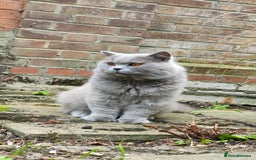 British Longhair cats for stud:  Exclusive British Blue Stud –  Friendly - Image 10