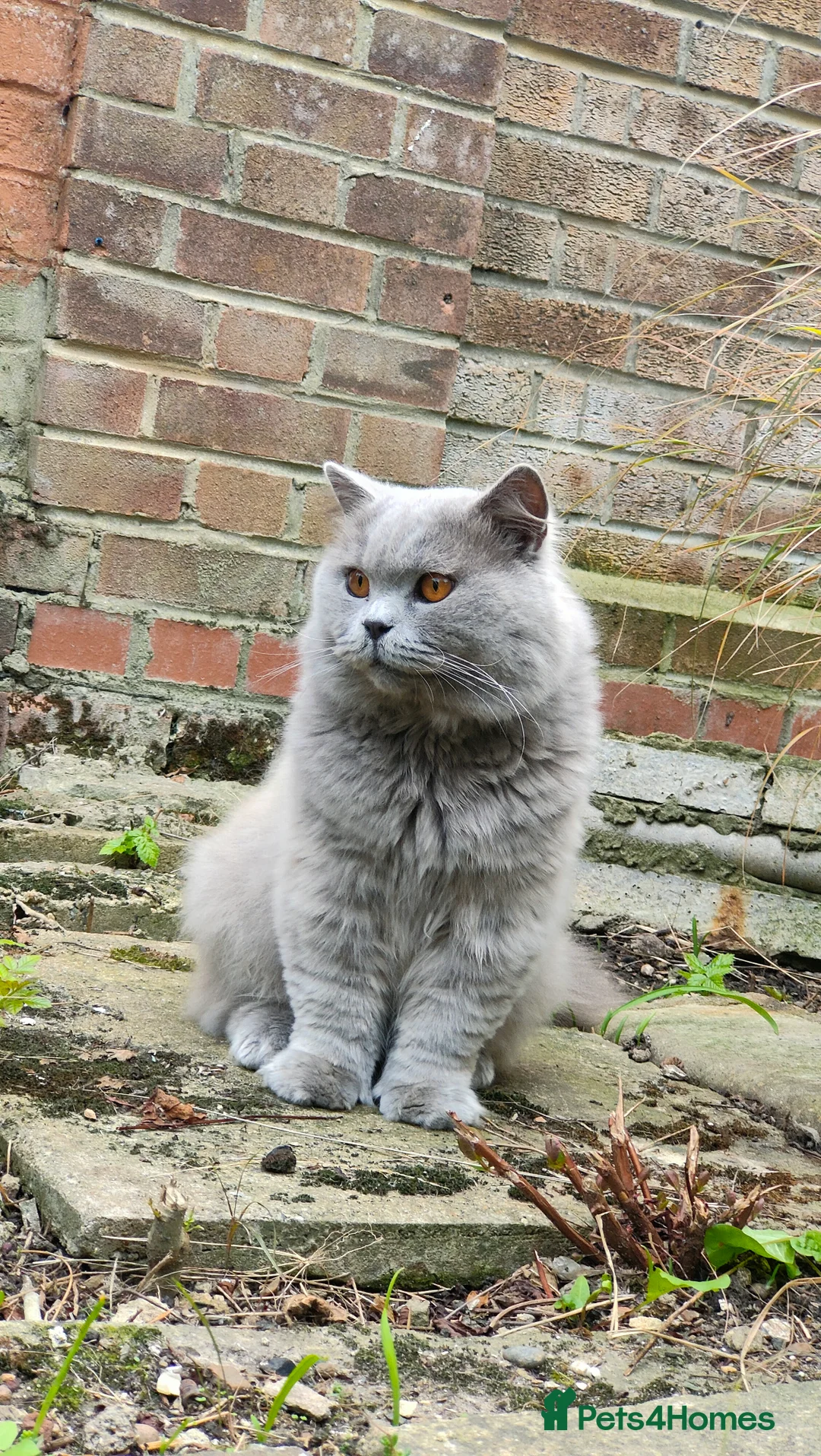 British Longhair cats for stud:  Exclusive British Blue Stud –  Friendly - Advert 2