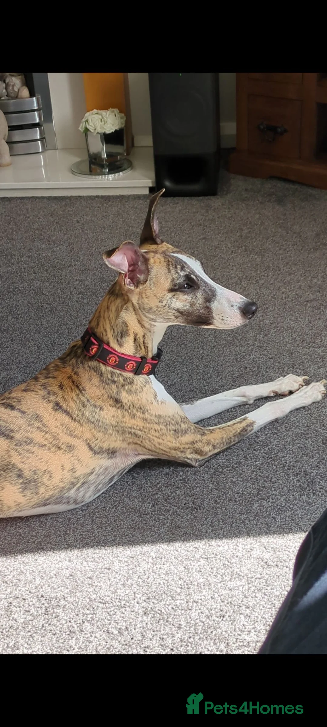 Whippet dogs for stud: Whippet for stud - Advert 2