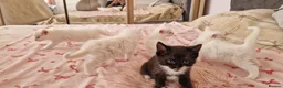 Mixed Breed cats for sale: Fluffy gorgeous soft fur kittens looking for 🏡  in Ipswich - Advert 9