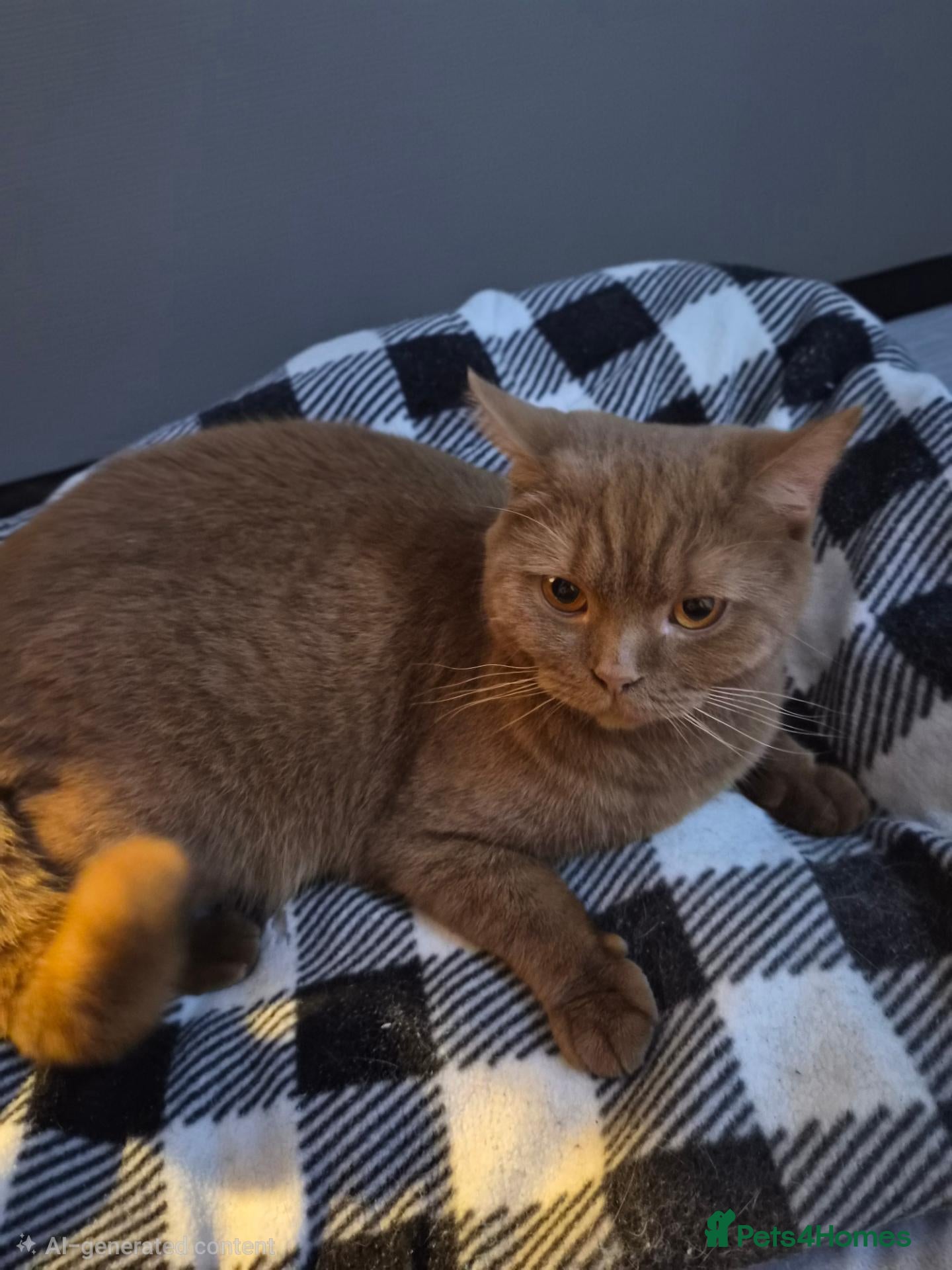 British Shorthair cats for sale: 🤎 Stunning Cinnamon British Shorthair Female 🤎 - Advert 2