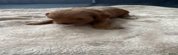 Cockapoo dogs for sale: Cockapoo puppies looking for they forever home  in Tredegar - Advert 14