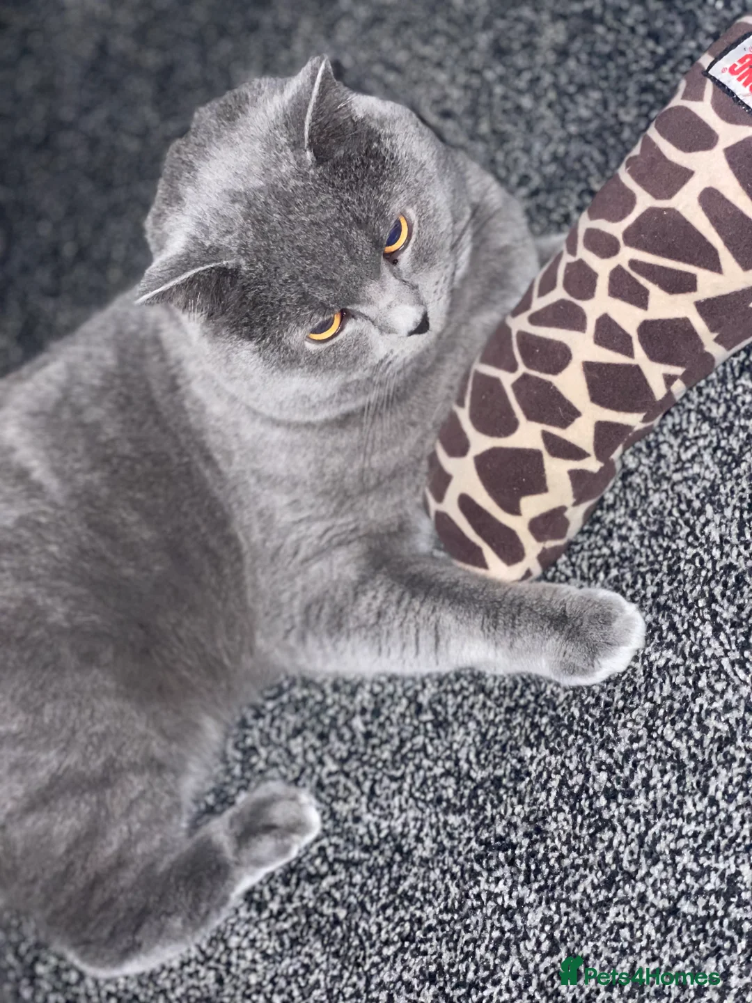 British Shorthair cats for stud: BSH STUD duties CCTV  in Bradford - Advert 5