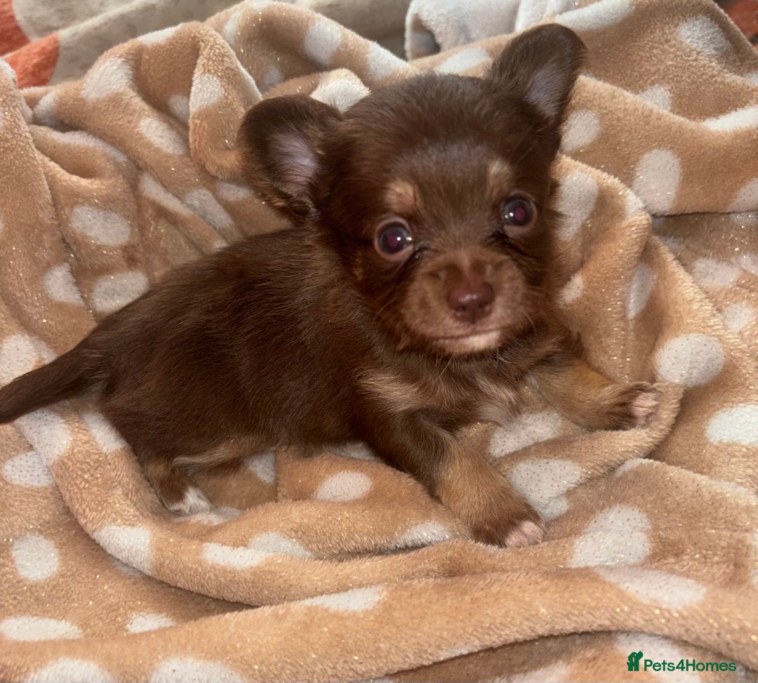 Chihuahua dogs for sale: Chocolate Chihuahua Males - Advert 1