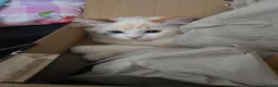 Mixed Breed cats for sale: Ragdoll / Persian Cross for sale - Advert 4
