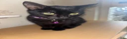 British Shorthair cats for sale: Black kitten  - Advert 3