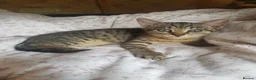 Mixed Breed cats for sale: Adorable Kittens looking for Homes  - Advert 9