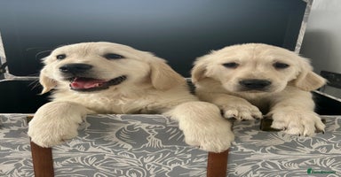 Golden Retriever dogs - Advert 16