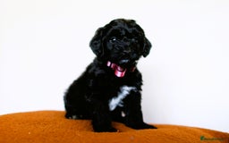 Cockapoo dogs for sale: F1b Merle cockapoos  - Image 5