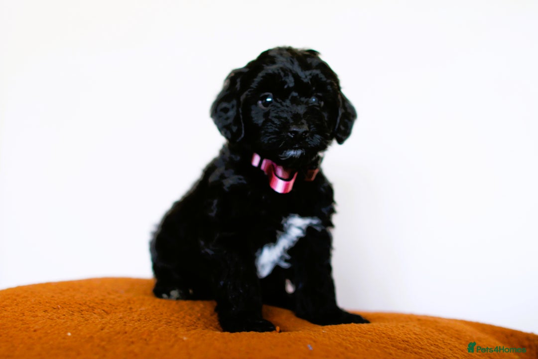 Cockapoo dogs for sale: F1b Merle cockapoos  - Image 5