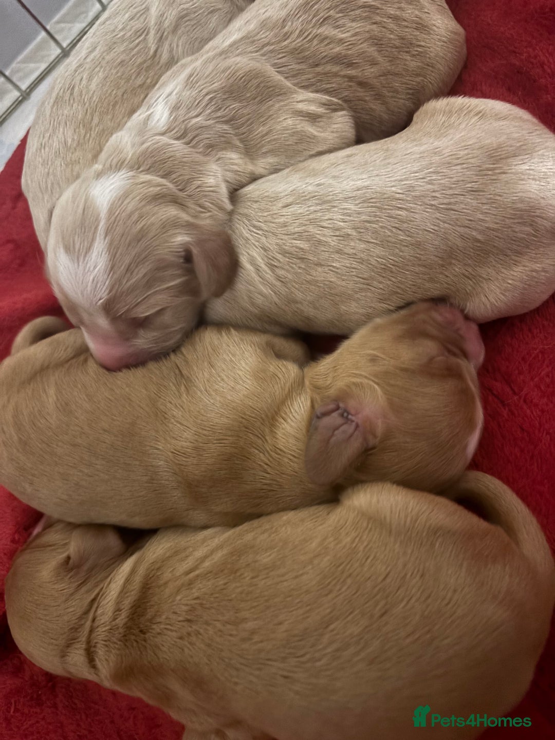 Cocker Spaniel dogs for sale: Cocker Spaniel Puppies - Advert 3