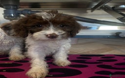 Cockapoo dogs for sale: Cockapoos ready now  - Image 31