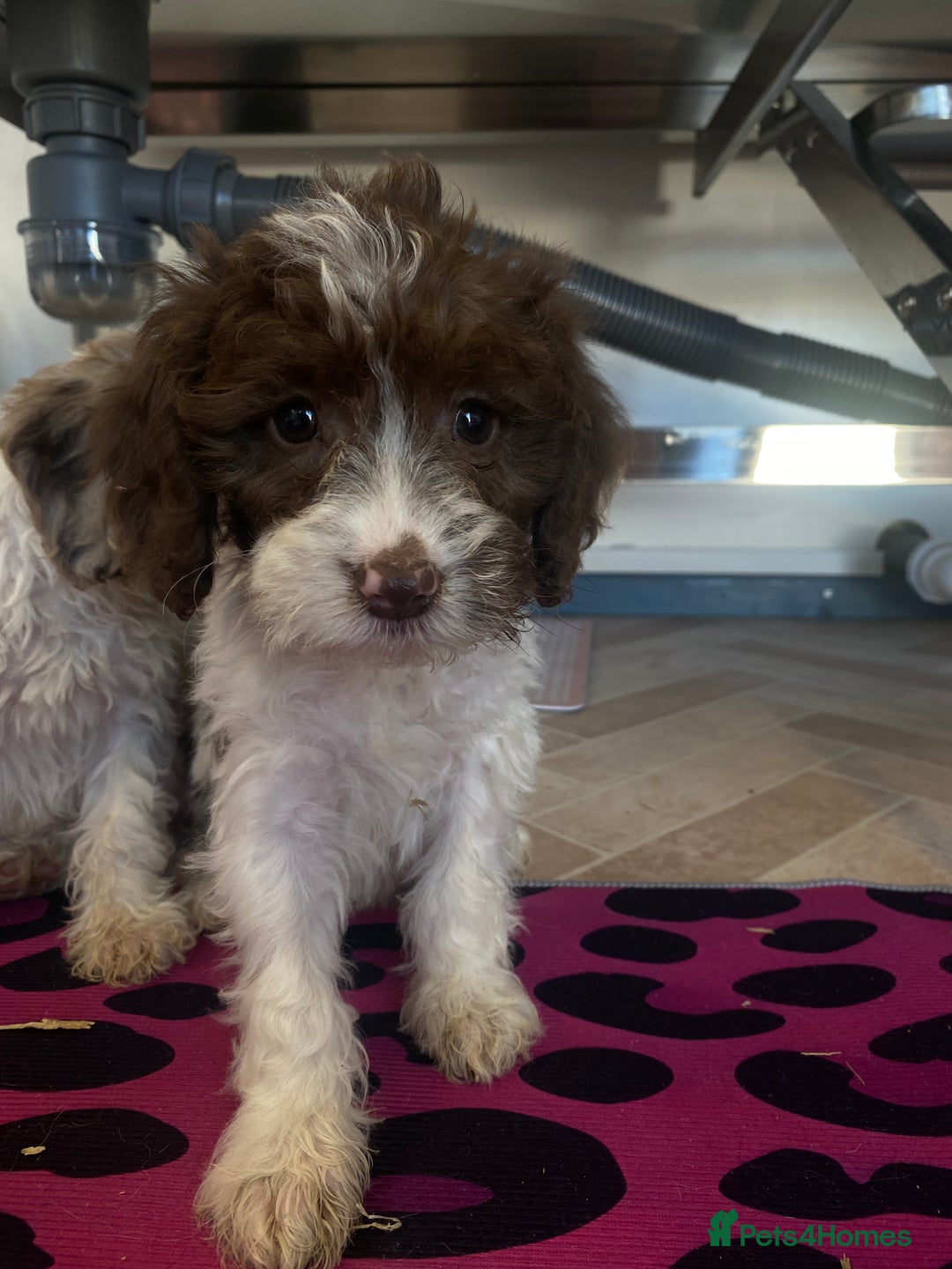 Cockapoo dogs for sale: Cockapoos ready now  - Image 31