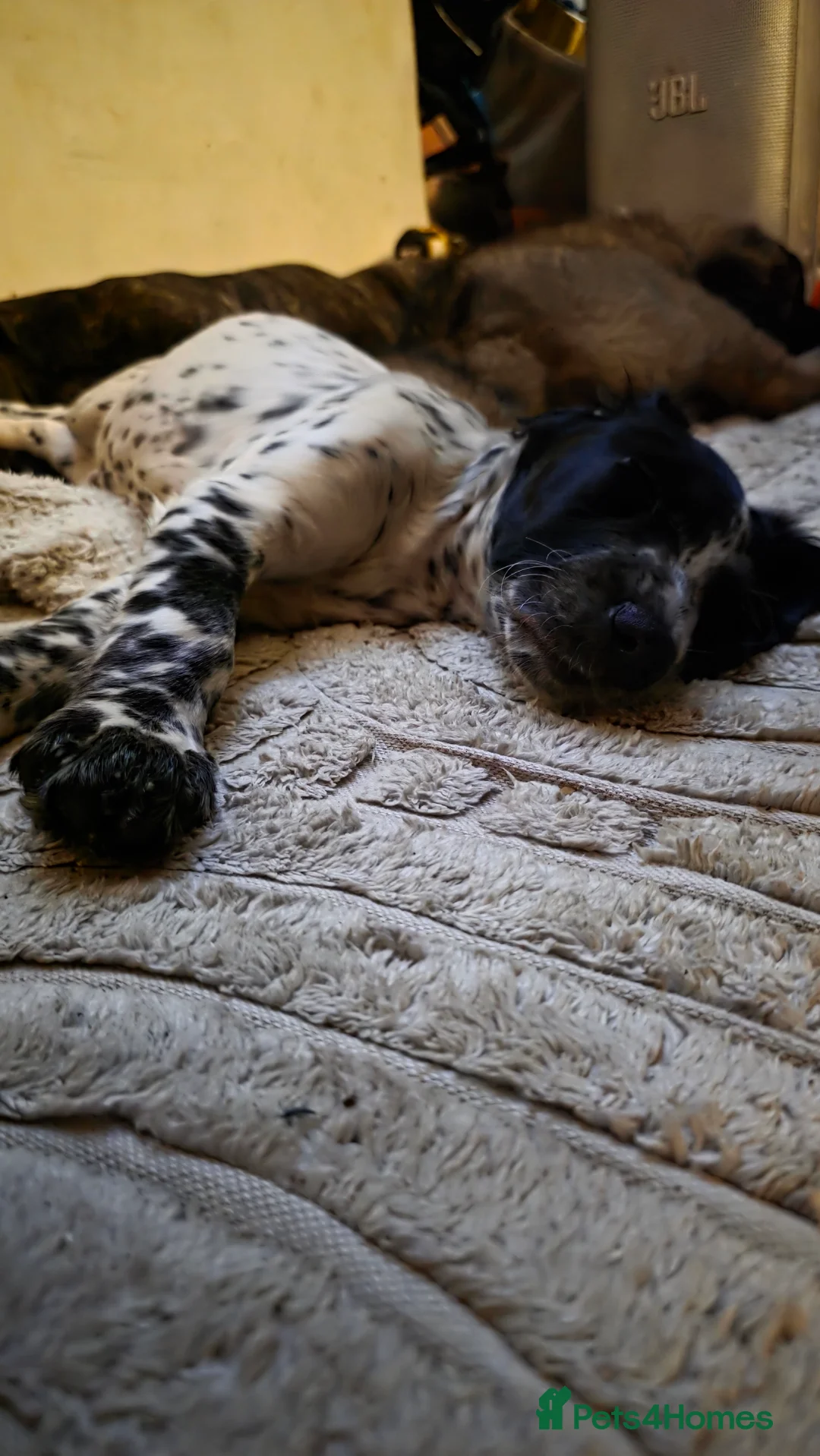 Cocker Spaniel dogs for sale: Rare colour puppies 🐶 cocker spaniel puppies  - Advert 14