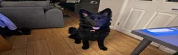 German Shepherd dogs for sale: 1 year old Black  female german shepherd in Tadworth - Advert 3