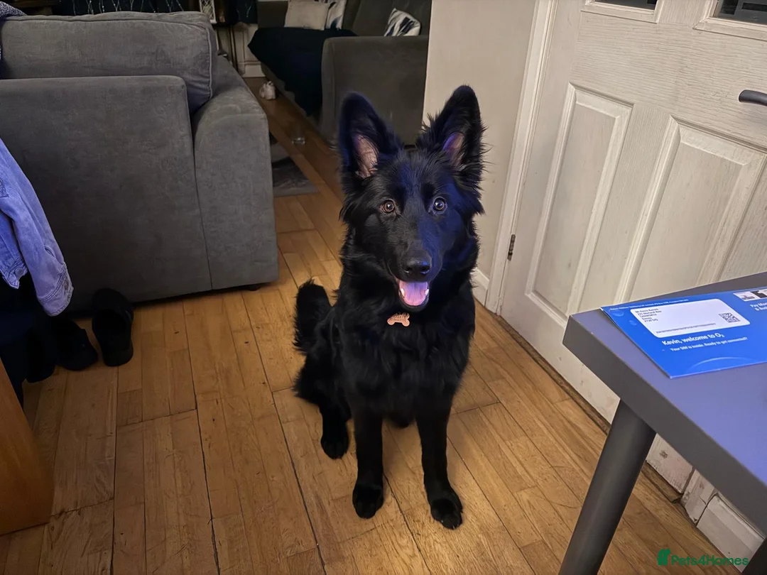 German Shepherd dogs for sale: 1 year old Black  female german shepherd in Tadworth - Advert 3