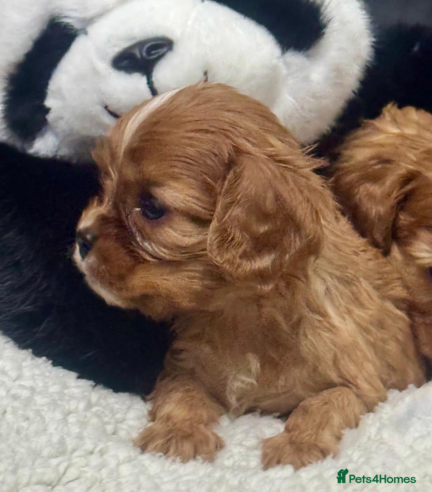 Cavalier King Charles Spaniel dogs Cavalier King Charles puppies - Advert 17