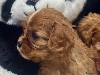 Cavalier King Charles Spaniel dogs Cavalier King Charles puppies - Advert 5