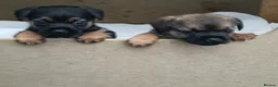 Border Terrier dogs for sale: Border terriers - Advert 6