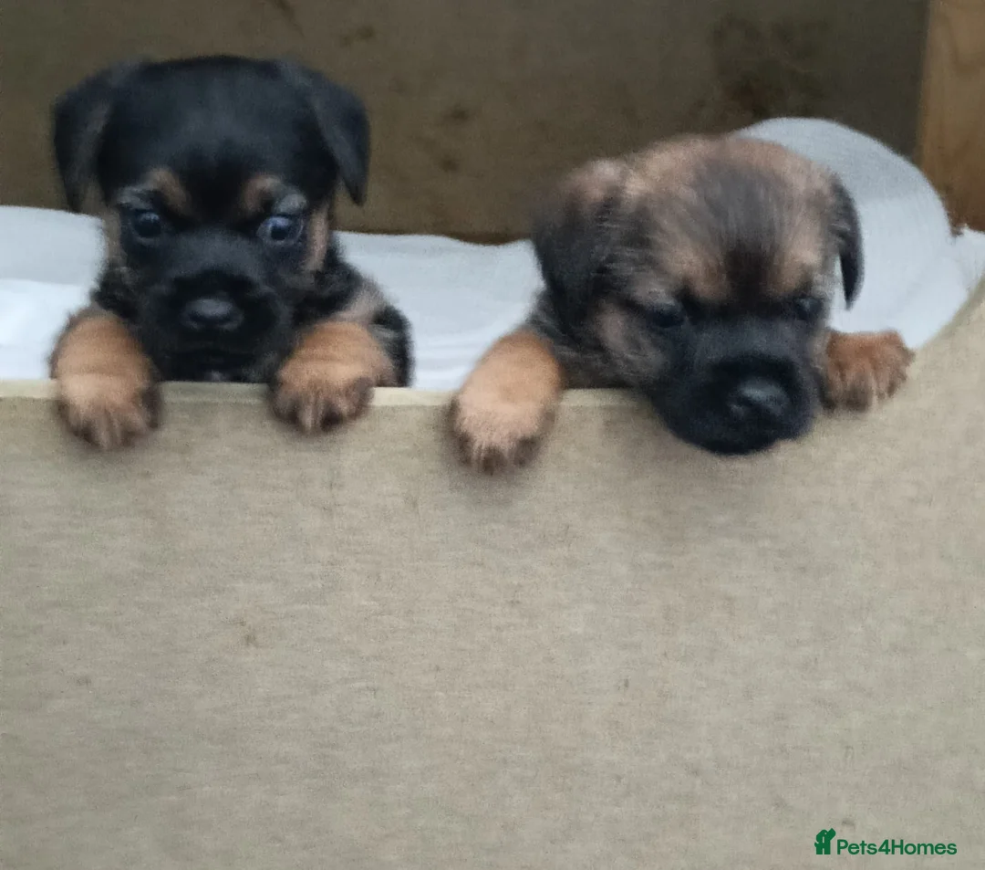 Border Terrier dogs for sale: Border terriers - Advert 6