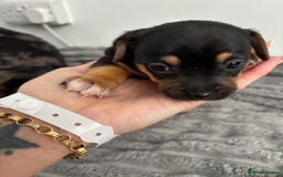 Jack Russell dogs for sale: Merle and black & tan Jack Russell  - Image 12