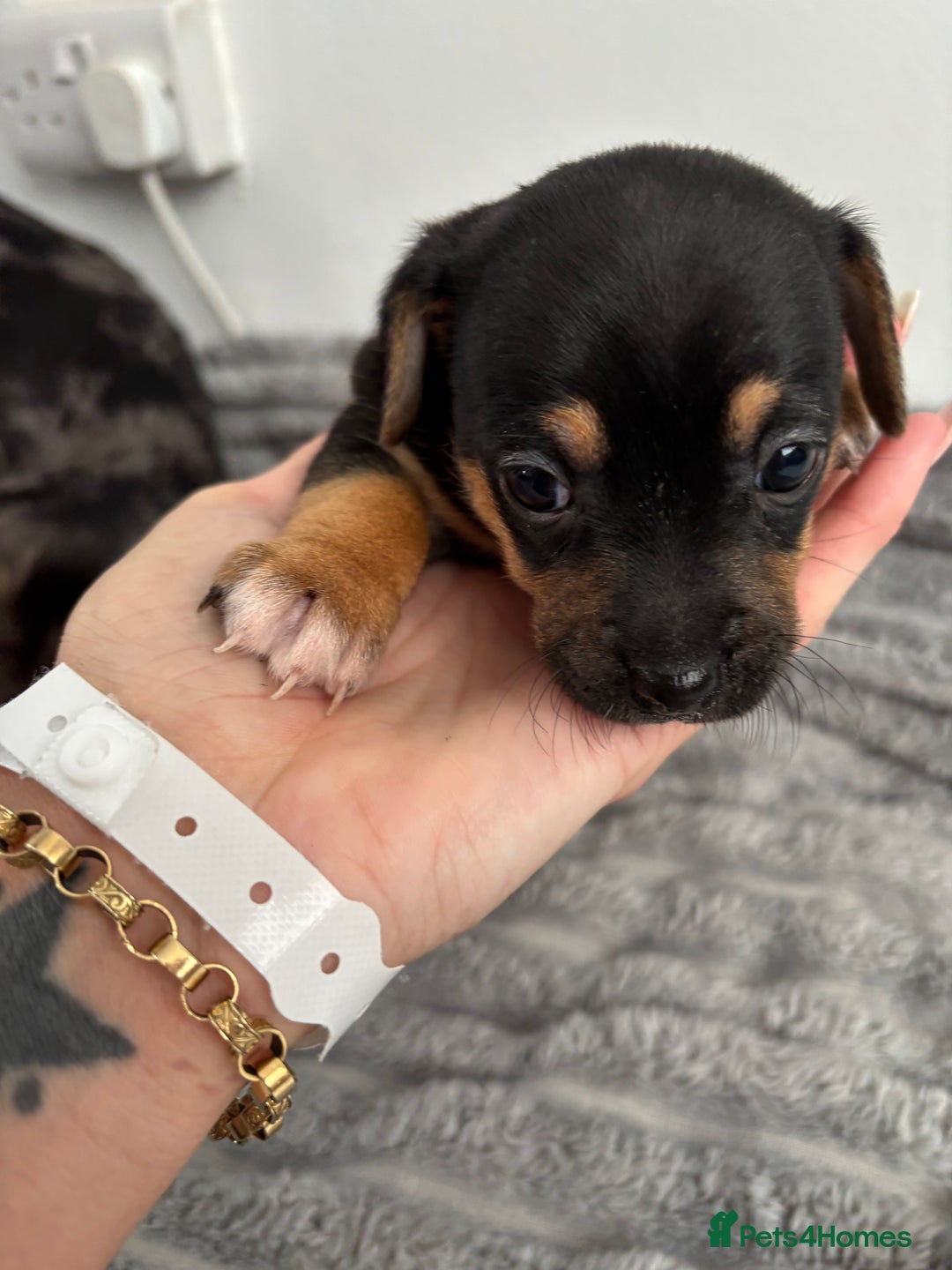 Jack Russell dogs for sale: Merle and black & tan Jack Russell  - Image 12