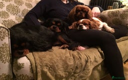 Cavalier King Charles Spaniel dogs for sale:  KC, Health Tested, ready to leave now  - Advert 18