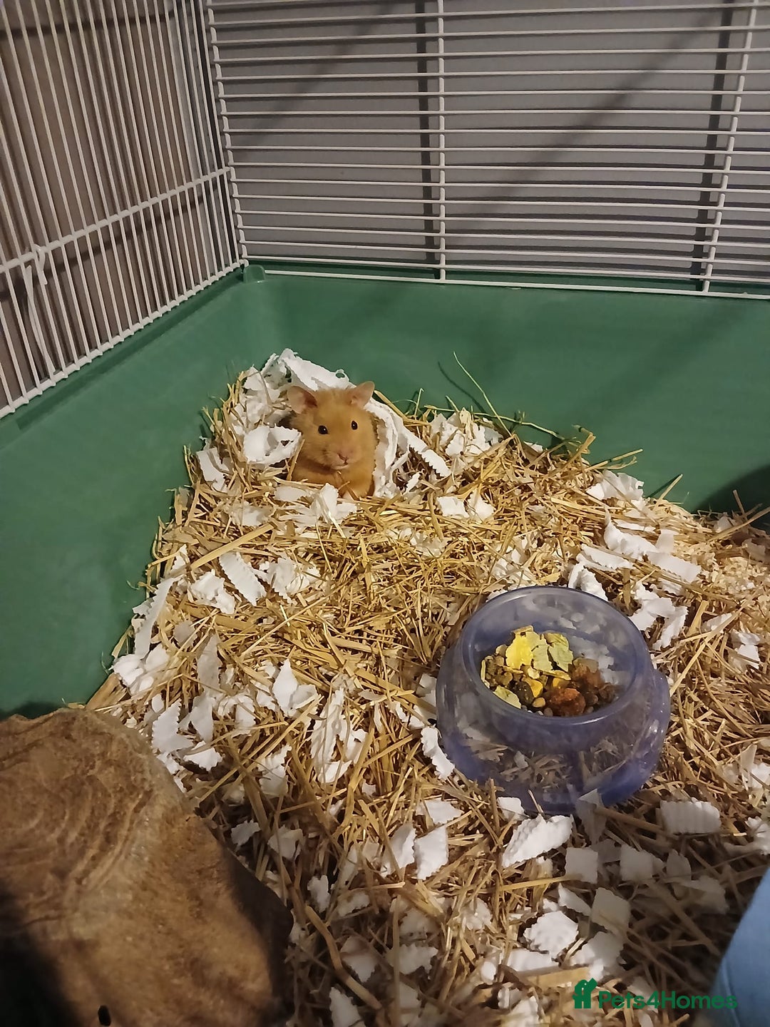 Hamster rodents for sale: Syrian hamster - Advert 2